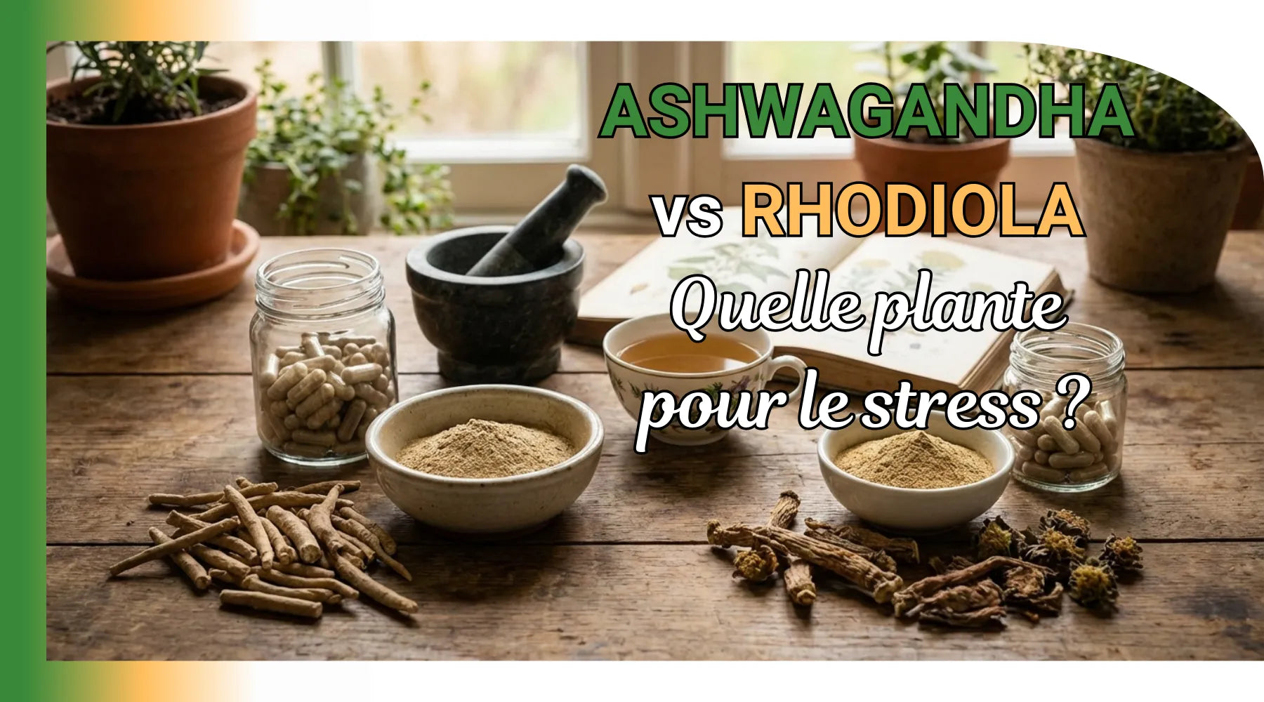 Ashwagandha ou rhodiola : quelle plante choisir pour le stress