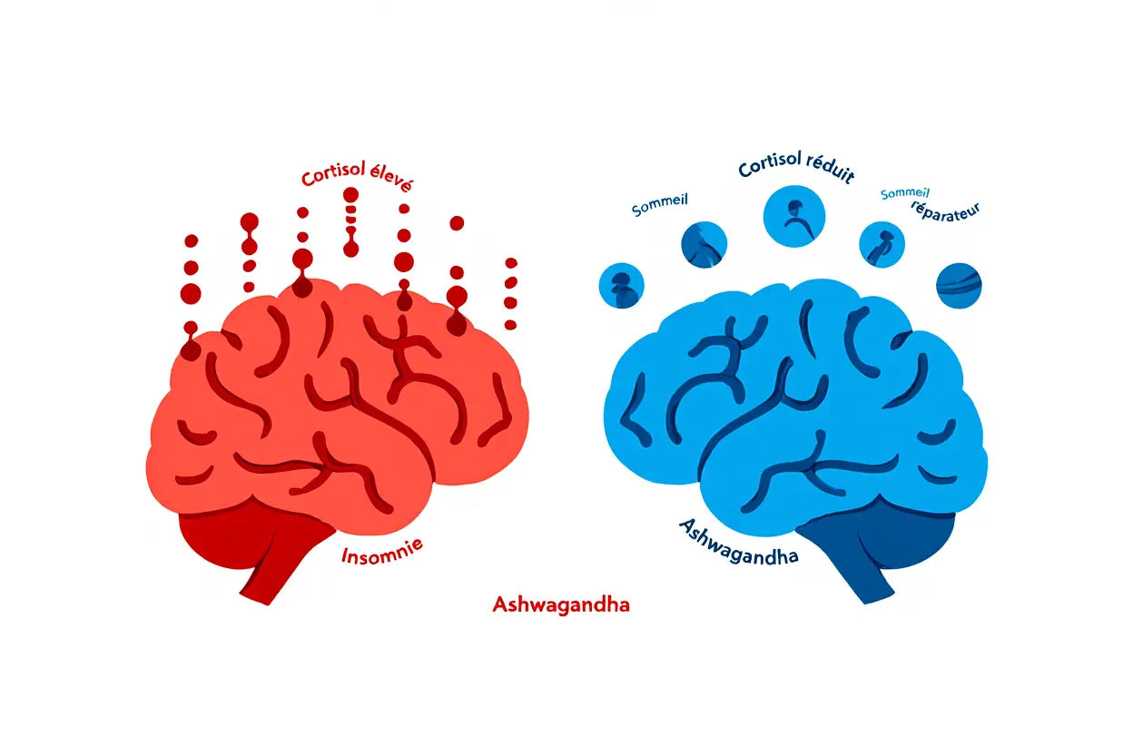 Ashwagandha et insomnie : améliorer son sommeil naturellement