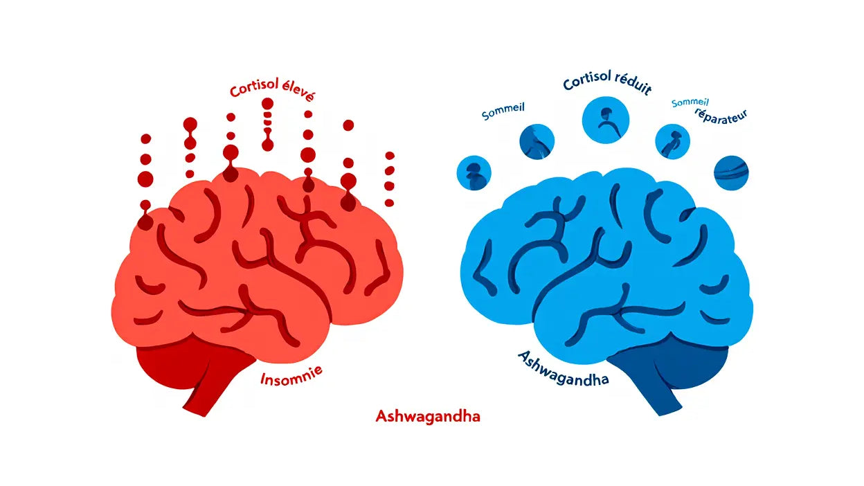 Ashwagandha et insomnie : améliorer son sommeil naturellement