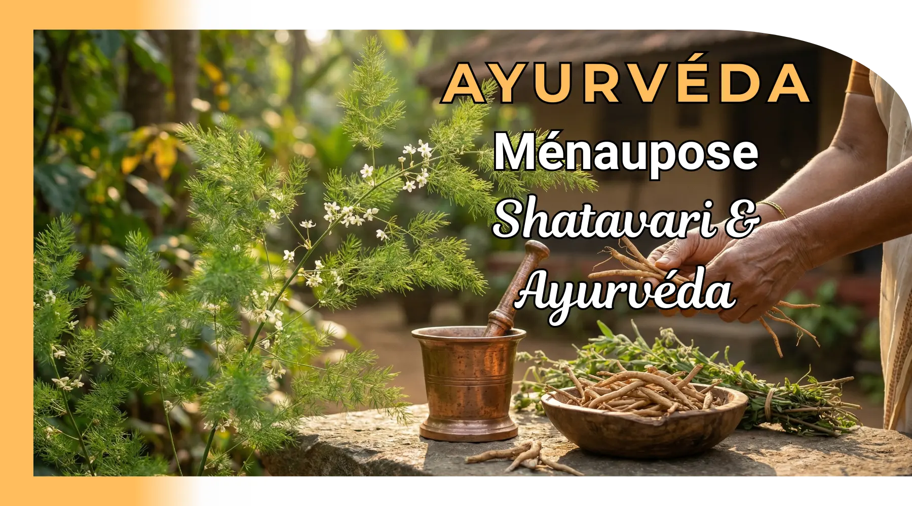 Plante ayurvédique ménopause : le shatavari et l'ayurvéda