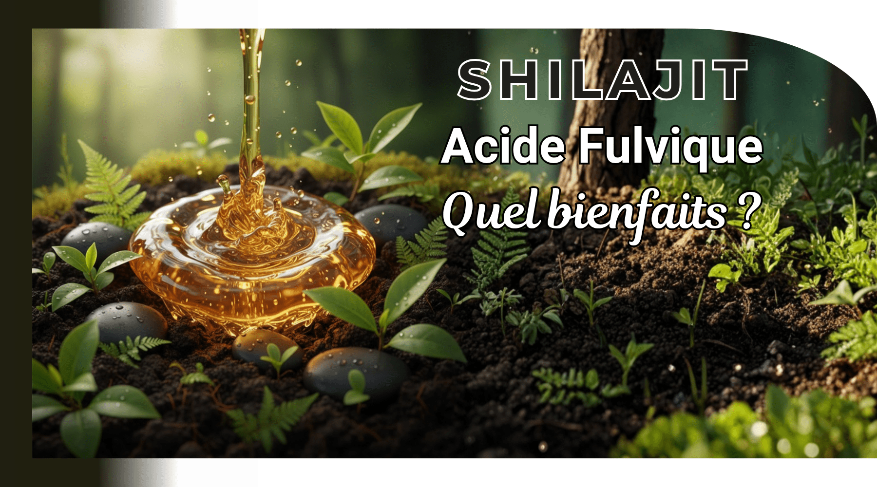 acide fulvique bienfaits