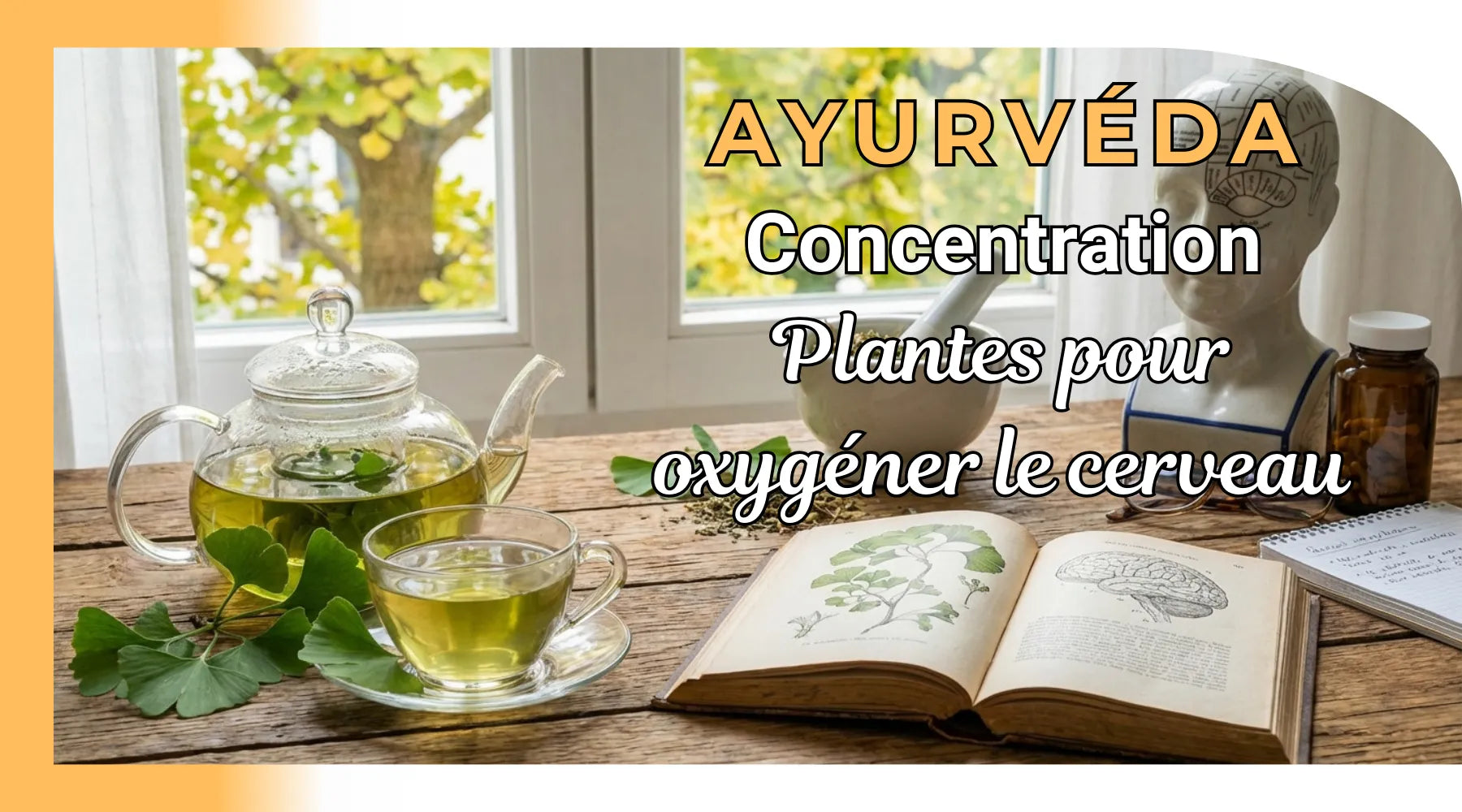 Plante pour oxygéner le cerveau : ginkgo et concentration