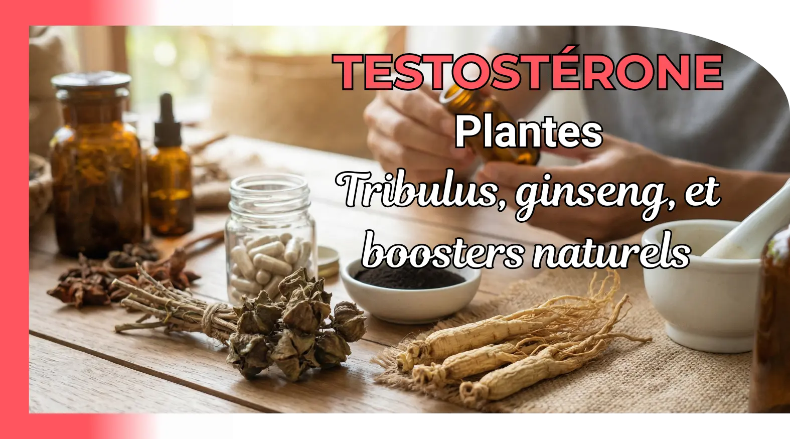 Plantes testostérone : tribulus terrestris, ginseng et boosters naturels
