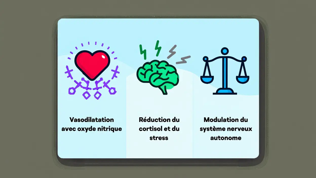 Ashwagandha contre-indication hypertension : risques et dangers