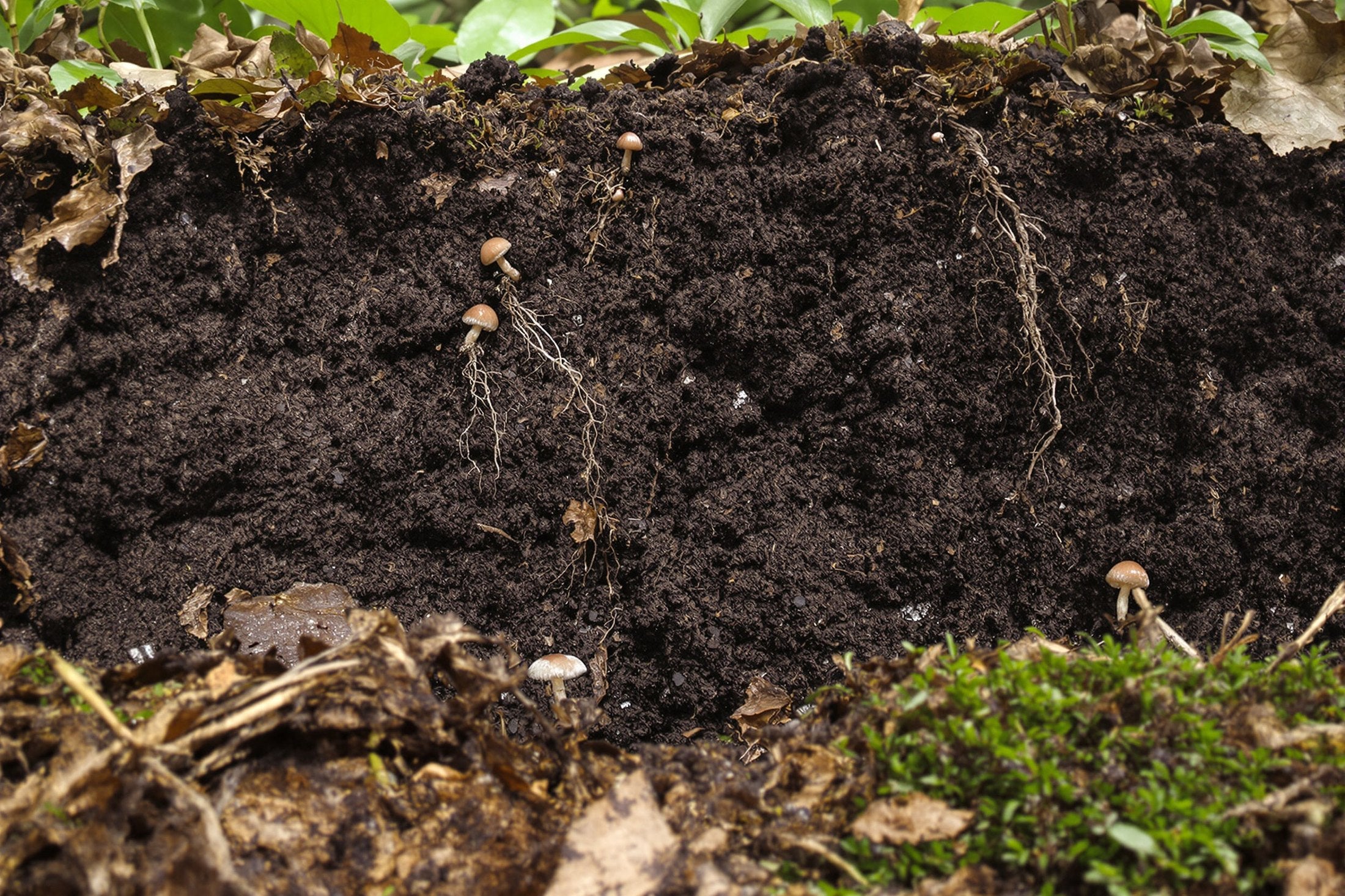 Shilajit et acide fulvique