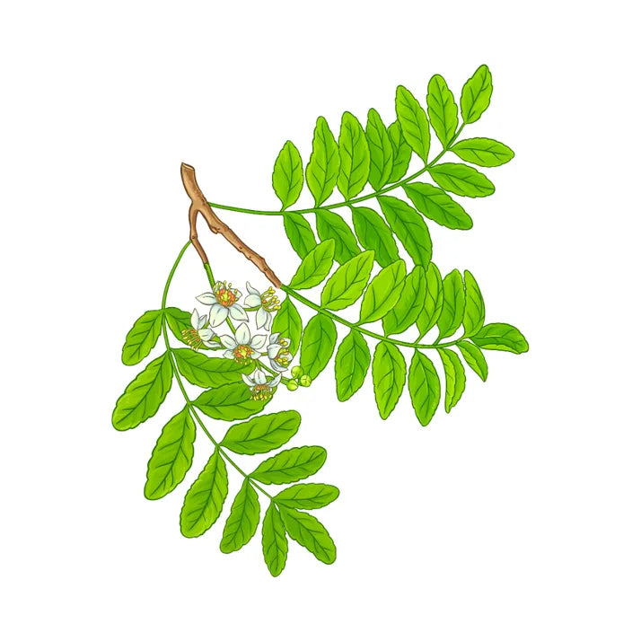 Boswellia serrata