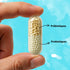 Confort Intestin Prebiotique Probiotique composition