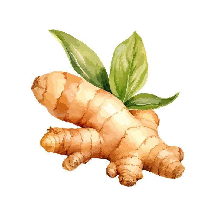 Gingembre