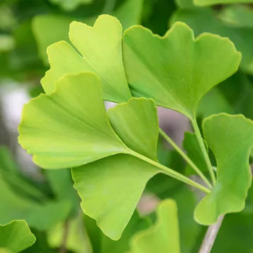 Ginkgo