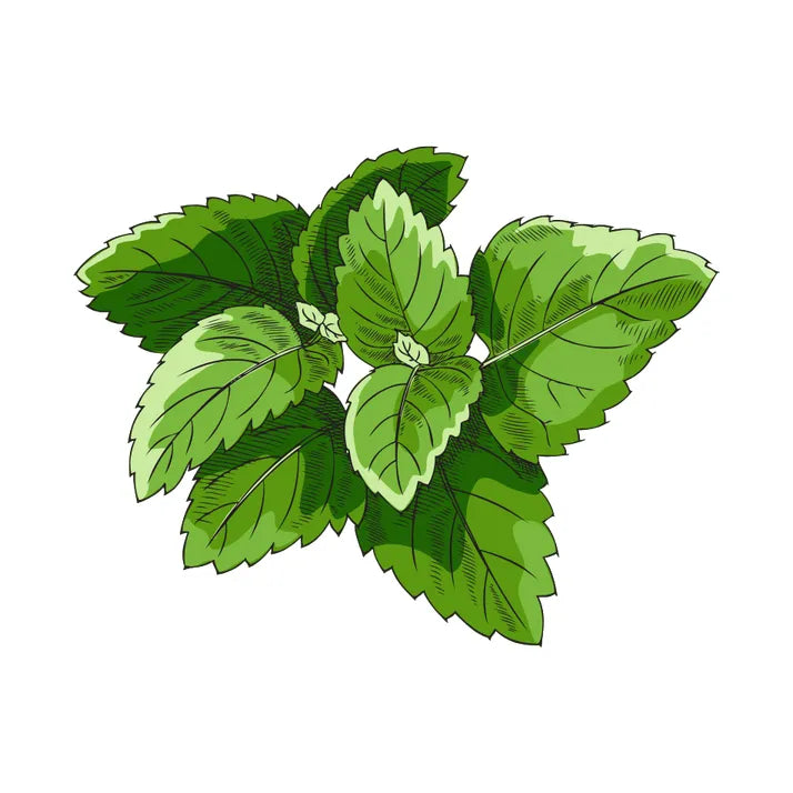 Mélisse