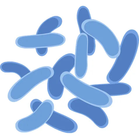 Prébiotiques (Galacto-oligosaccharides, GOS)