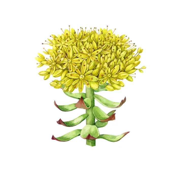 Rhodiola rosea