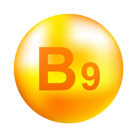 Vitamine B9 – Folate actif